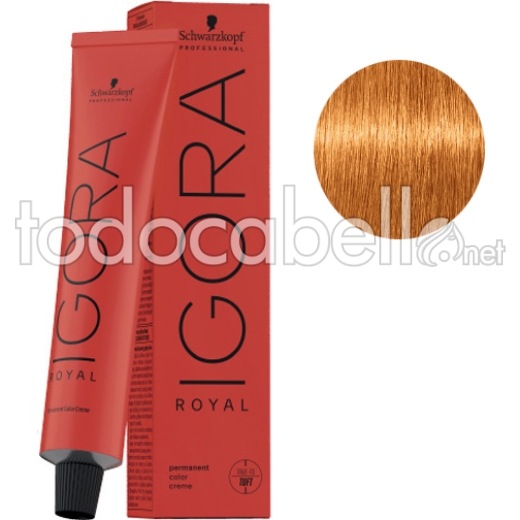 Schwarzkopf Tinte Igora Royal Rubio muy Claro Cobre